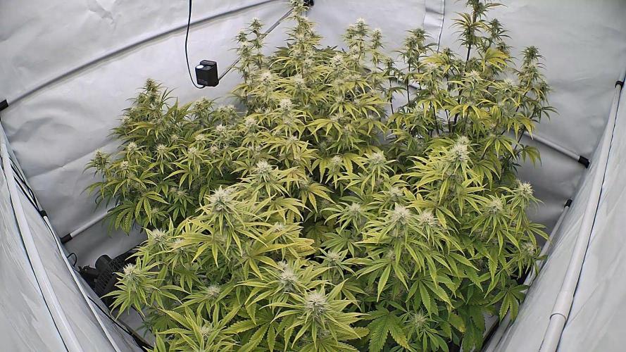 LSD Auto - GanjaFFarMers. Week 9 - D56