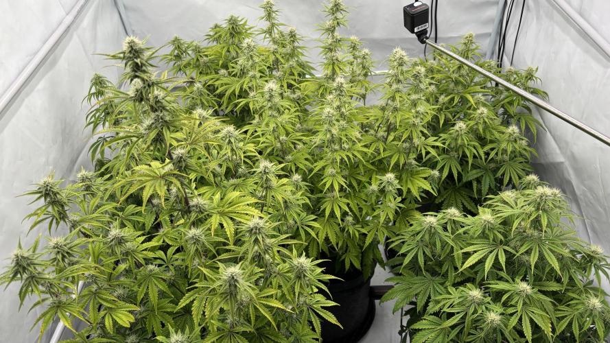 LSD Auto - GanjaFFarMers. Week 9 - D56