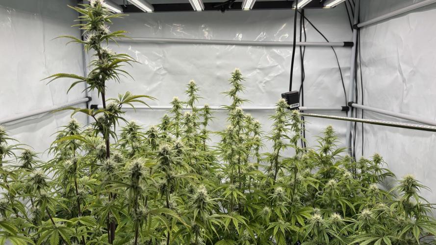 LSD Auto - GanjaFFarMers. Week 9 - D56