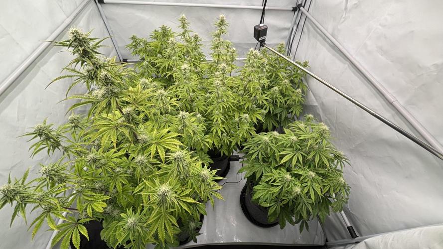 LSD Auto - GanjaFFarMers. Week 9 - D56