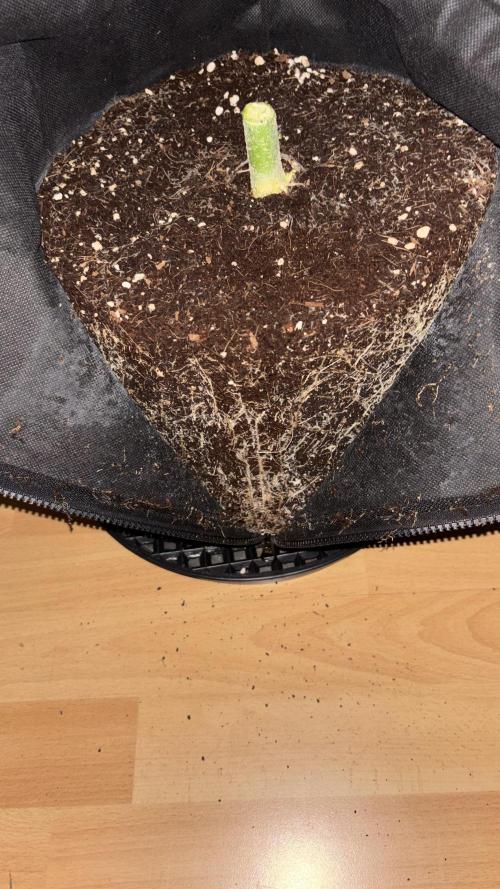 LSD Auto - GanjaFFarMers. Week 7 - D53 - RIP Kermite