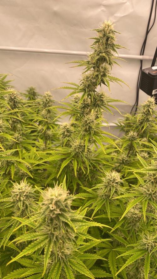 LSD Auto - GanjaFFarMers. Week 8 - D63