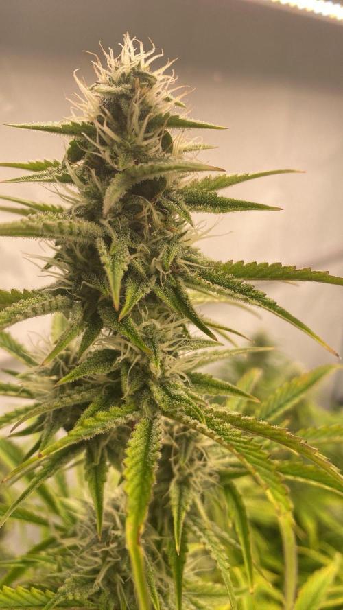 LSD Auto - GanjaFFarMers. Week 8 - D63