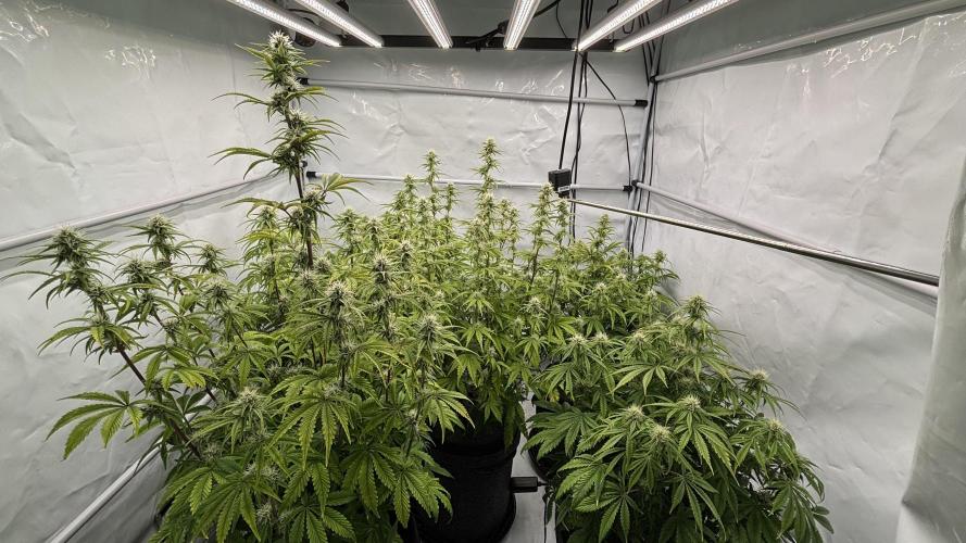 LSD Auto - GanjaFFarMers. Week 8 - D60