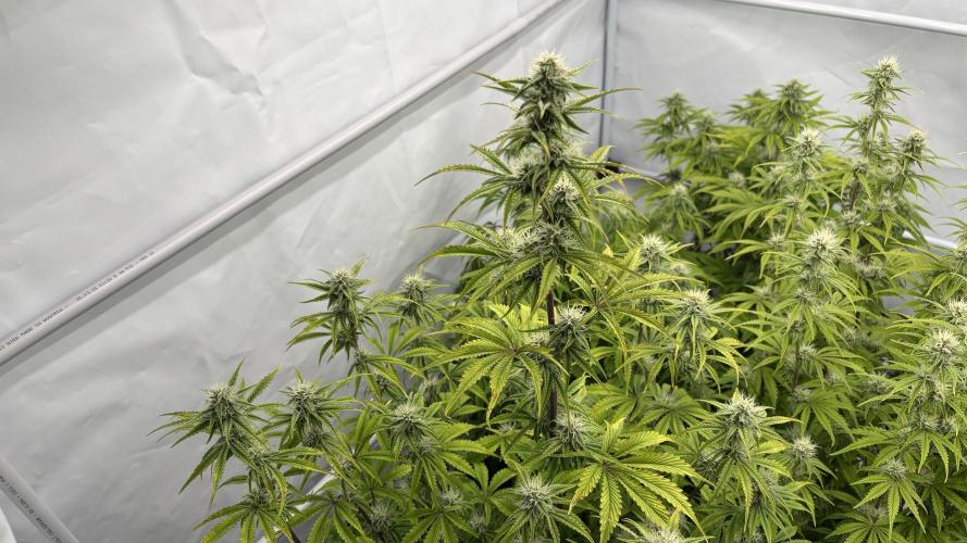 LSD Auto - GanjaFFarMers. Week 8 - D60