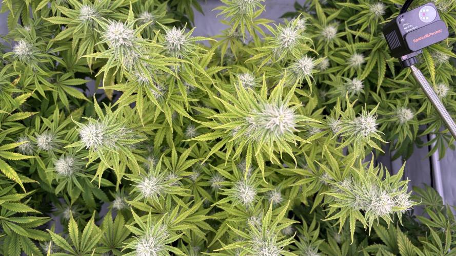 LSD Auto - GanjaFFarMers. Week 8 - D60