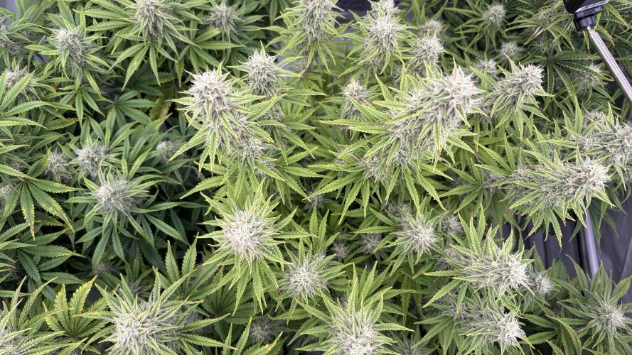 LSD Auto - GanjaFFarMers. Week 9 - D66