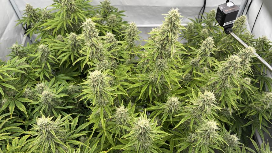 LSD Auto - GanjaFFarMers. Week 9 - D66