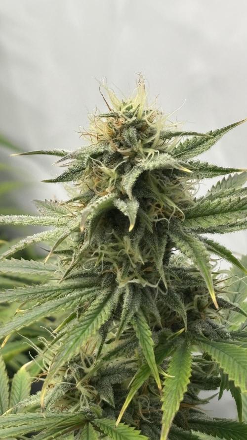 LSD Auto - GanjaFFarMers. Week 9 - D66