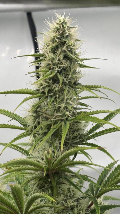 LSD Auto - GanjaFFarMers. Week 9 - D66