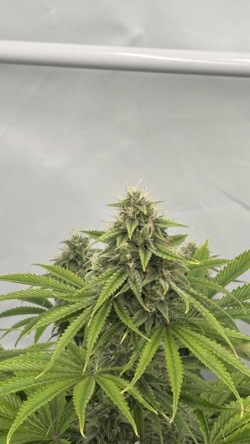 LSD Auto - GanjaFFarMers. Week 9 - D66