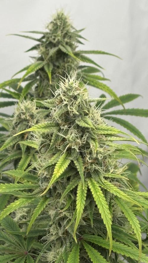 LSD Auto - GanjaFFarMers. Week 9 - D66