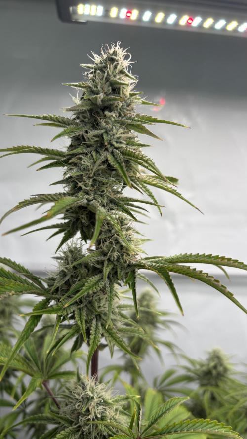 LSD Auto - GanjaFFarMers. Week 9 - D66