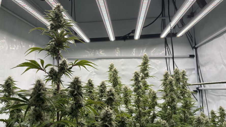 LSD Auto - GanjaFFarMers. Week 9 - D66