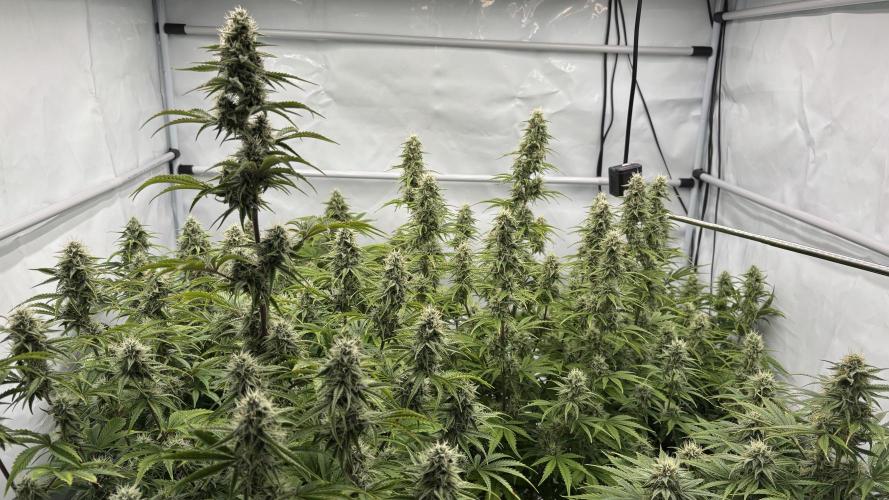 LSD Auto - GanjaFFarMers. Week 9 - D66