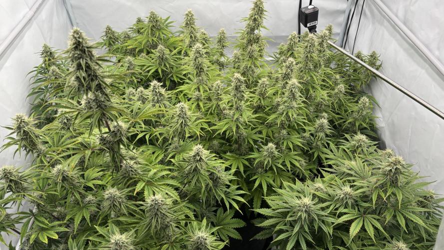 LSD Auto - GanjaFFarMers. Week 9 - D66