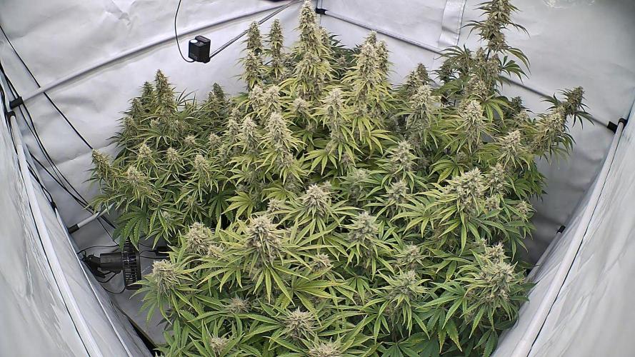 LSD Auto - GanjaFFarMers. Week 10 - D71