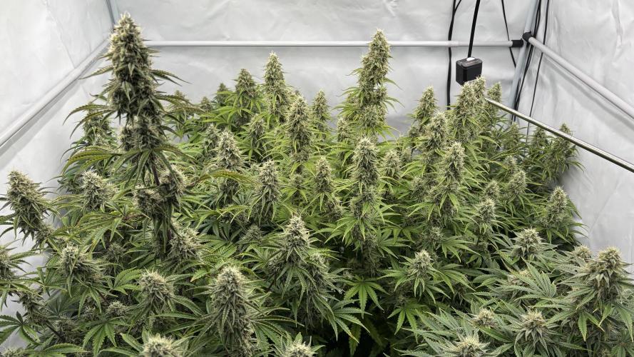 LSD Auto - GanjaFFarMers. Week 10 - D72