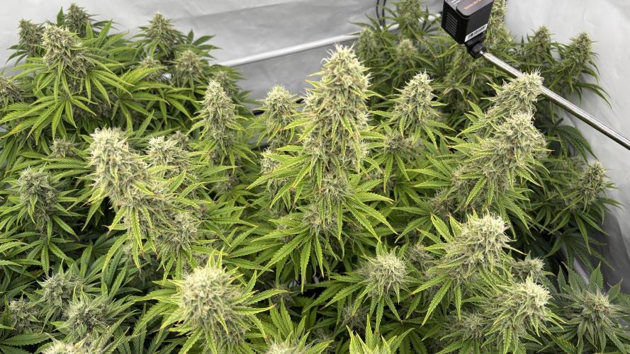 LSD Auto - GanjaFFarMers. Week 10 - D72