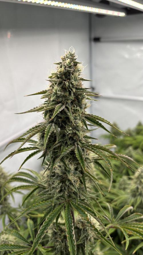 LSD Auto - GanjaFFarMers. Week 10 - D72