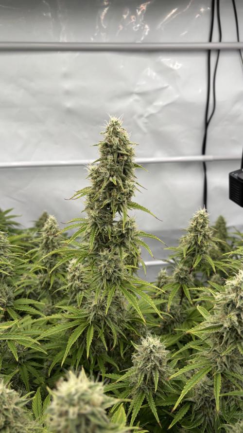 LSD Auto - GanjaFFarMers. Week 10 - D72