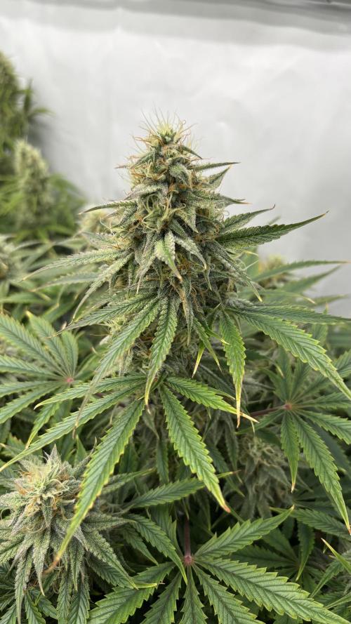 LSD Auto - GanjaFFarMers. Week 10 - D72