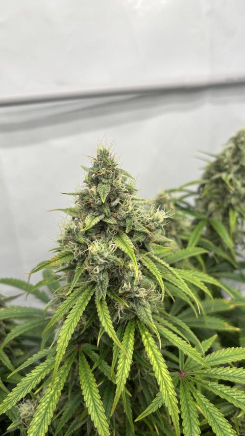 LSD Auto - GanjaFFarMers. Week 10 - D72