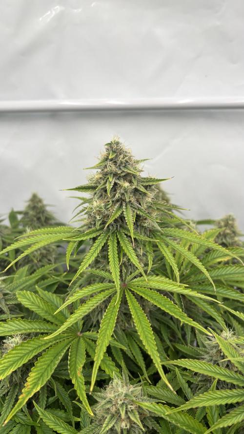 LSD Auto - GanjaFFarMers. Week 10 - D72