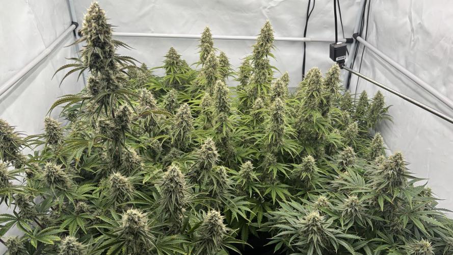 LSD Auto - GanjaFFarMers. Week 10 - D75