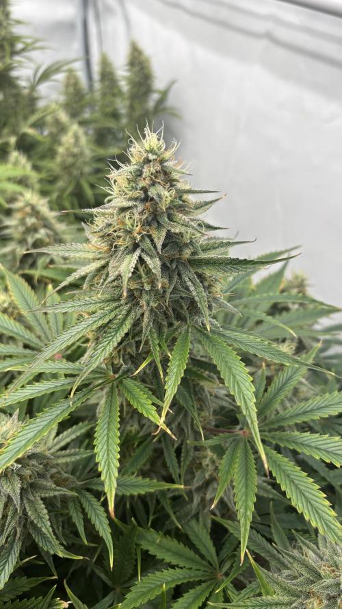 LSD Auto - GanjaFFarMers. Week 10 - D75