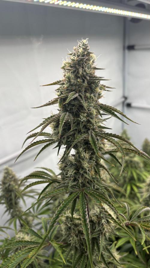 LSD Auto - GanjaFFarMers. Week 10 - D75