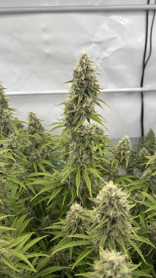 LSD Auto - GanjaFFarMers. Week 10 - D75