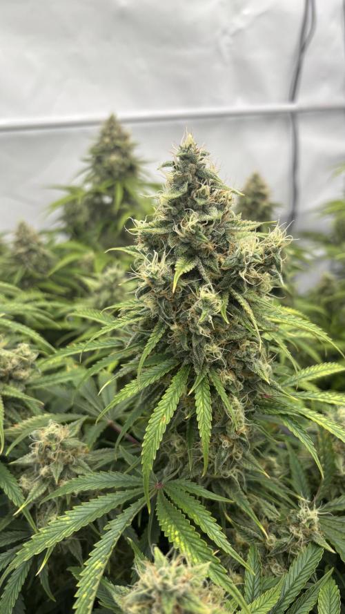 LSD Auto - GanjaFFarMers. Week 10 - D75