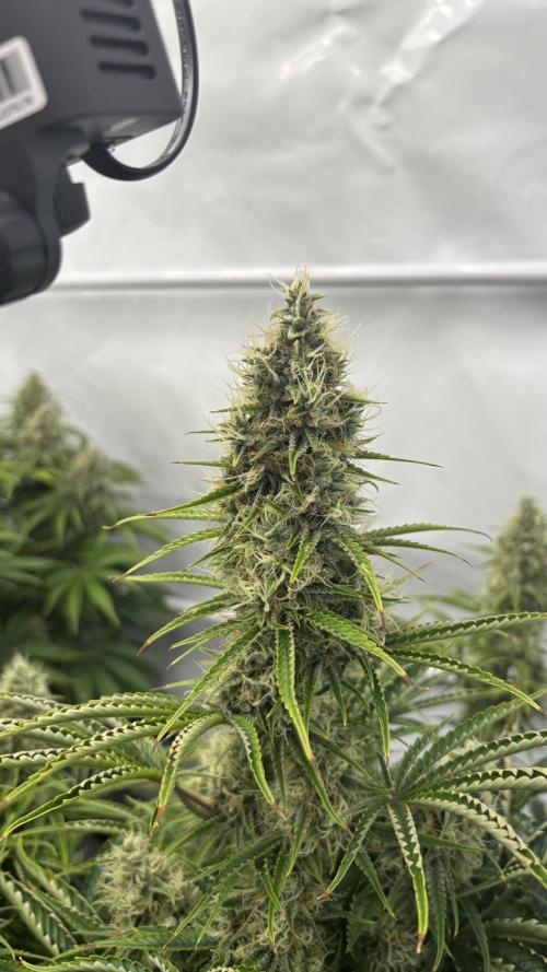 LSD Auto - GanjaFFarMers. Week 10 - D75