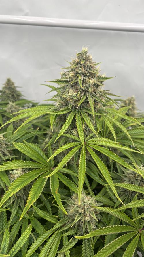 LSD Auto - GanjaFFarMers. Week 10 - D75