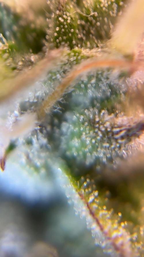 LSD Auto - GanjaFFarMers