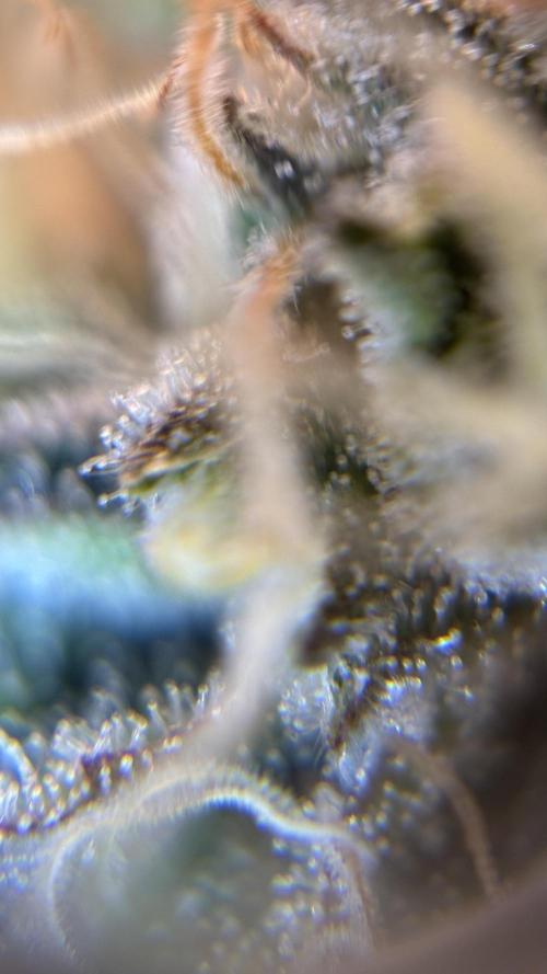 LSD Auto - GanjaFFarMers. Week 10 - D75