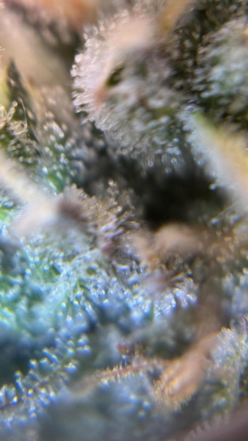 LSD Auto - GanjaFFarMers. Week 10 - D75