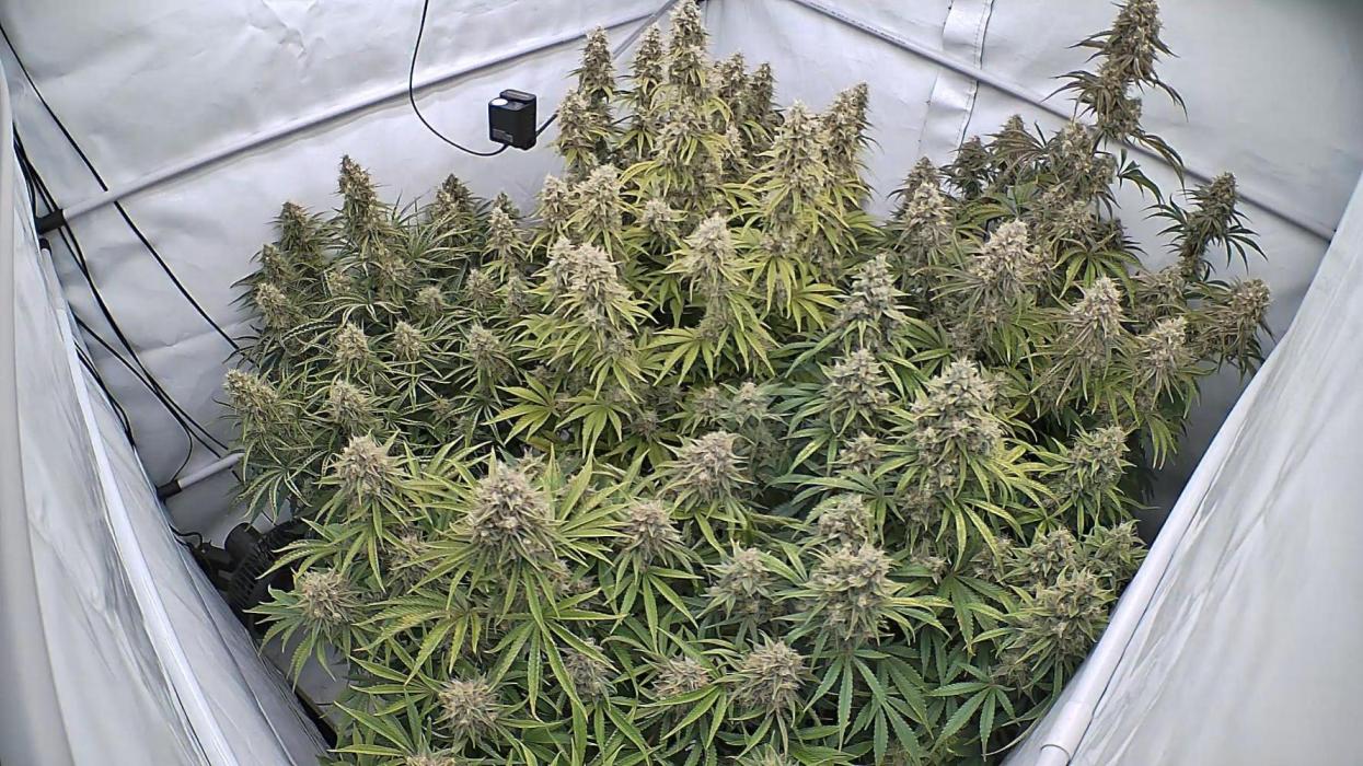 LSD Auto - GanjaFFarMers. Week 11 - D78