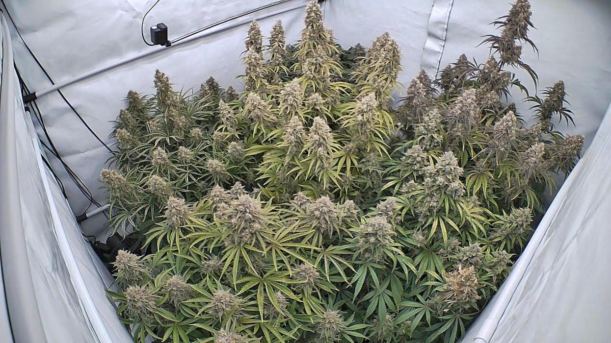 LSD Auto - GanjaFFarMers. Week 12 - D85