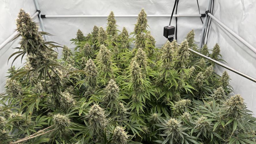 LSD Auto - GanjaFFarMers. Week 11 - D79