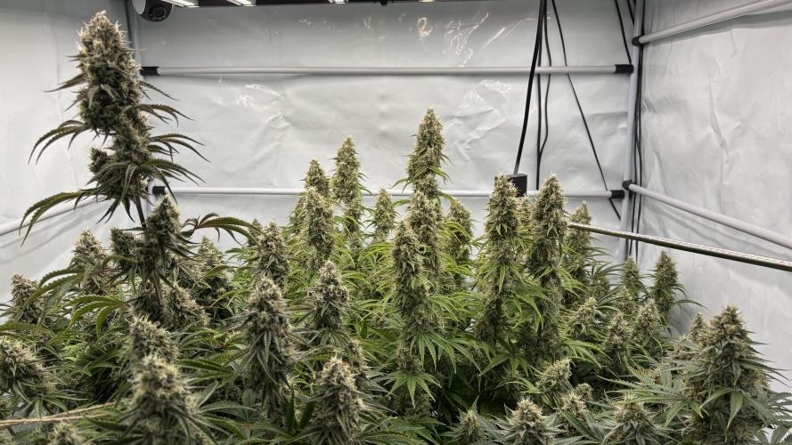 LSD Auto - GanjaFFarMers. Week 11 - D79