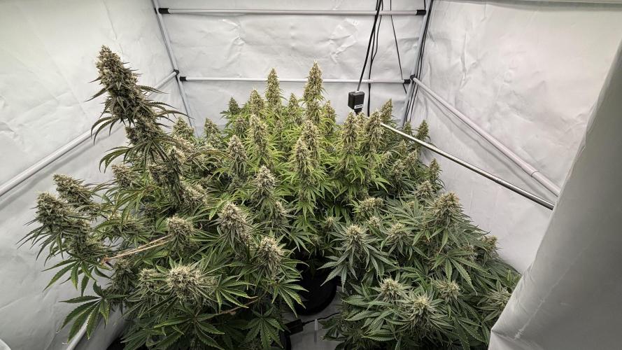 LSD Auto - GanjaFFarMers. Week 11 - D79