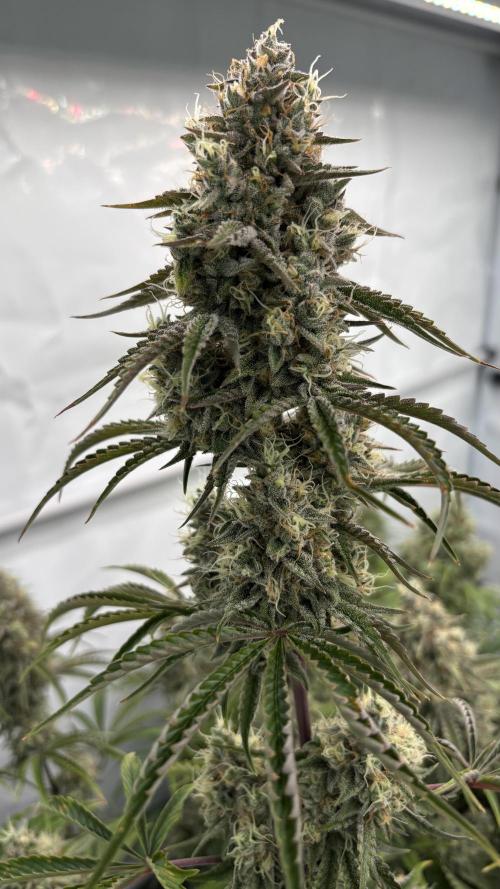 LSD Auto - GanjaFFarMers. Week 11 - D79