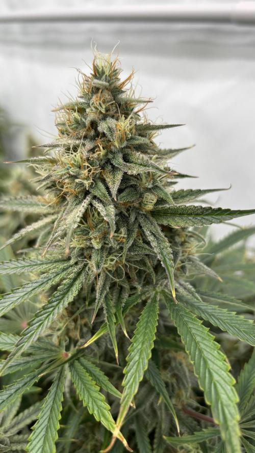 LSD Auto - GanjaFFarMers. Week 11 - D79