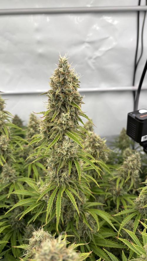 LSD Auto - GanjaFFarMers. Week 11 - D79