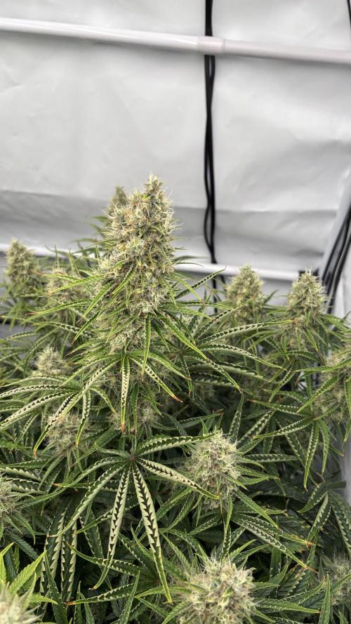 LSD Auto - GanjaFFarMers. Week 11 - D79