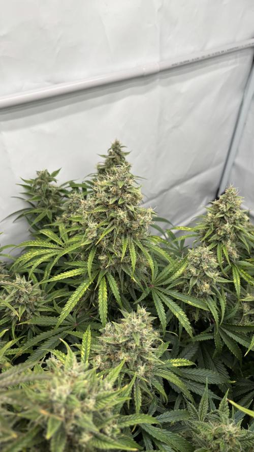 LSD Auto - GanjaFFarMers. Week 11 - D79