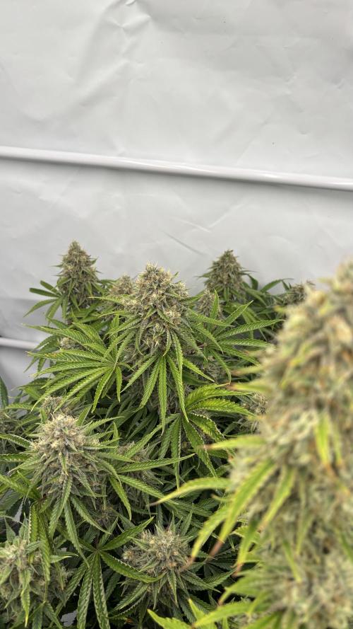 LSD Auto - GanjaFFarMers. Week 11 - D79