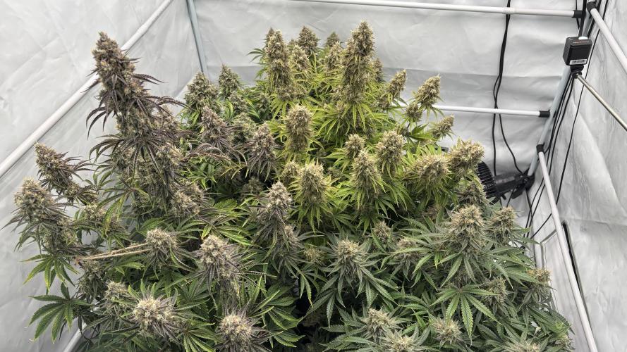 LSD Auto - GanjaFFarMers. Week 12 - D86